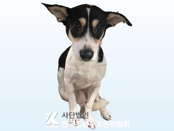 한국동물구조관리협회_441409202501200